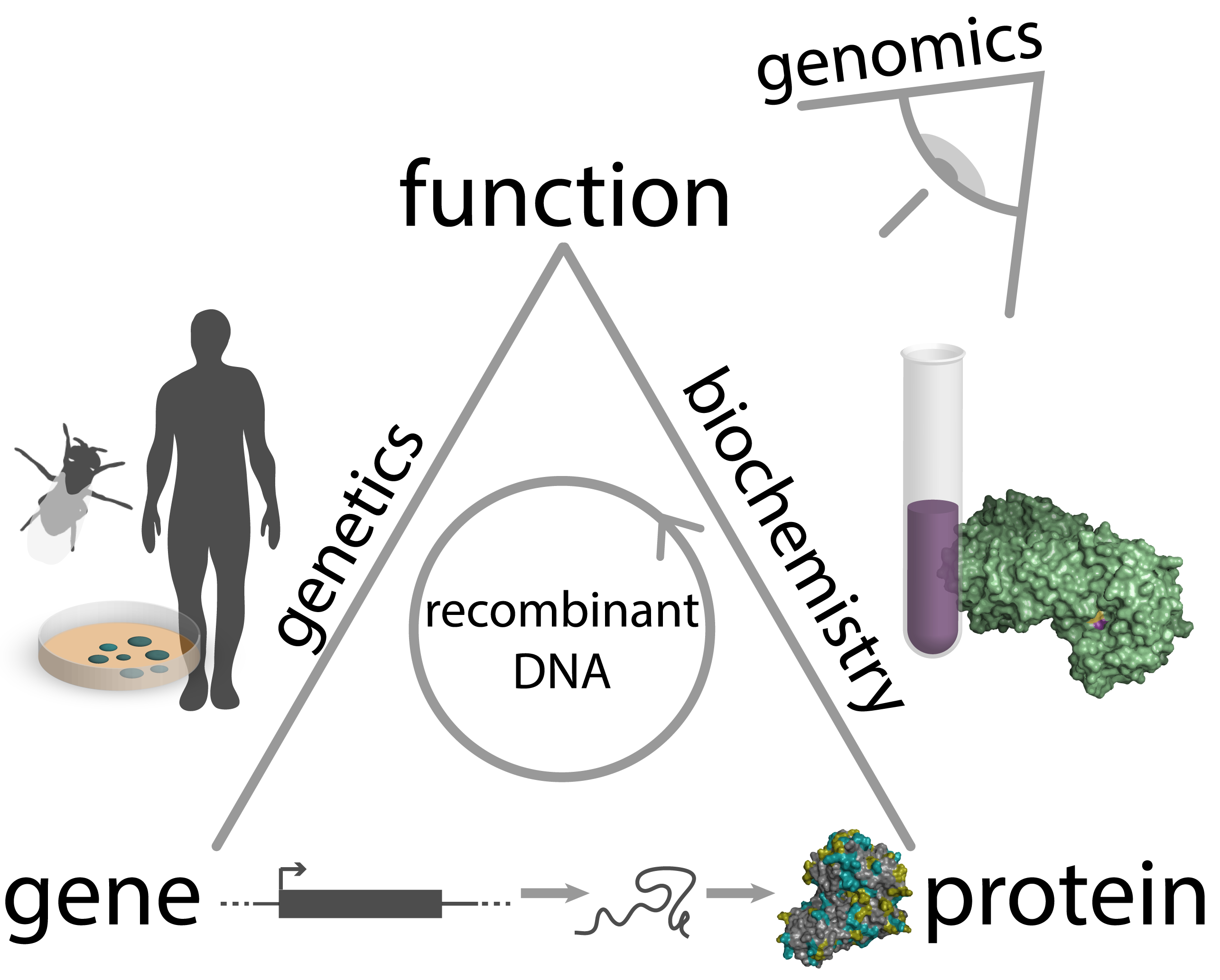 Biology Triangle